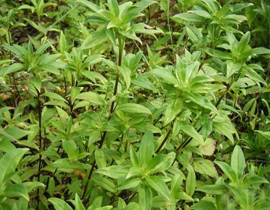 龙胆草的功效