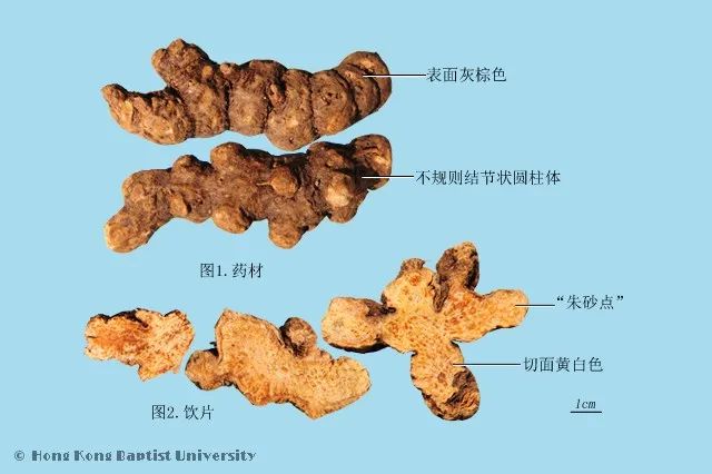 苍术的功效和作用