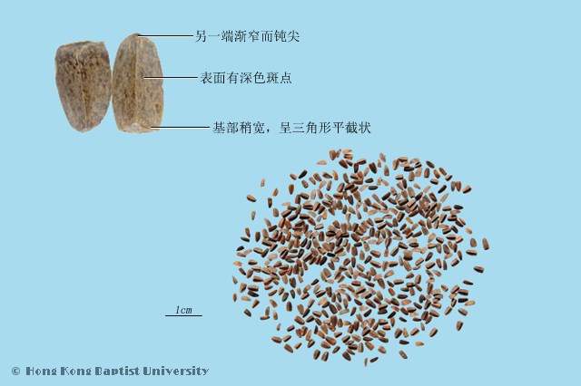 茺蔚子是什么?了解茺蔚子的神奇功效与作用,看完涨知识