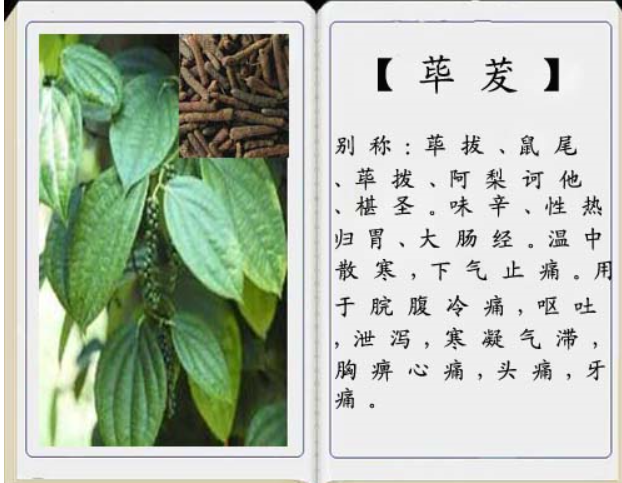 荜茇的功效与作用是什么?看完这篇你就知道了