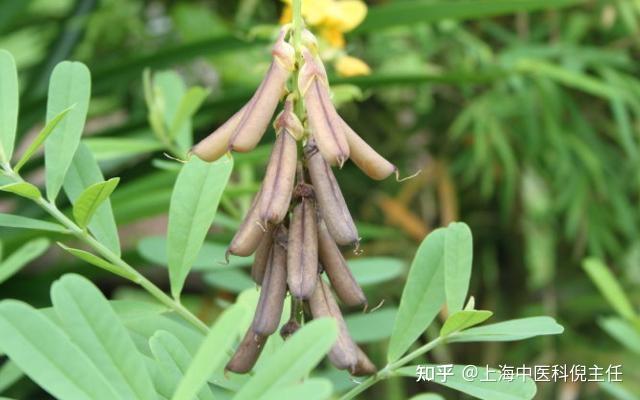 响铃草的功效与作用是什么?老中医教你正确认识它!