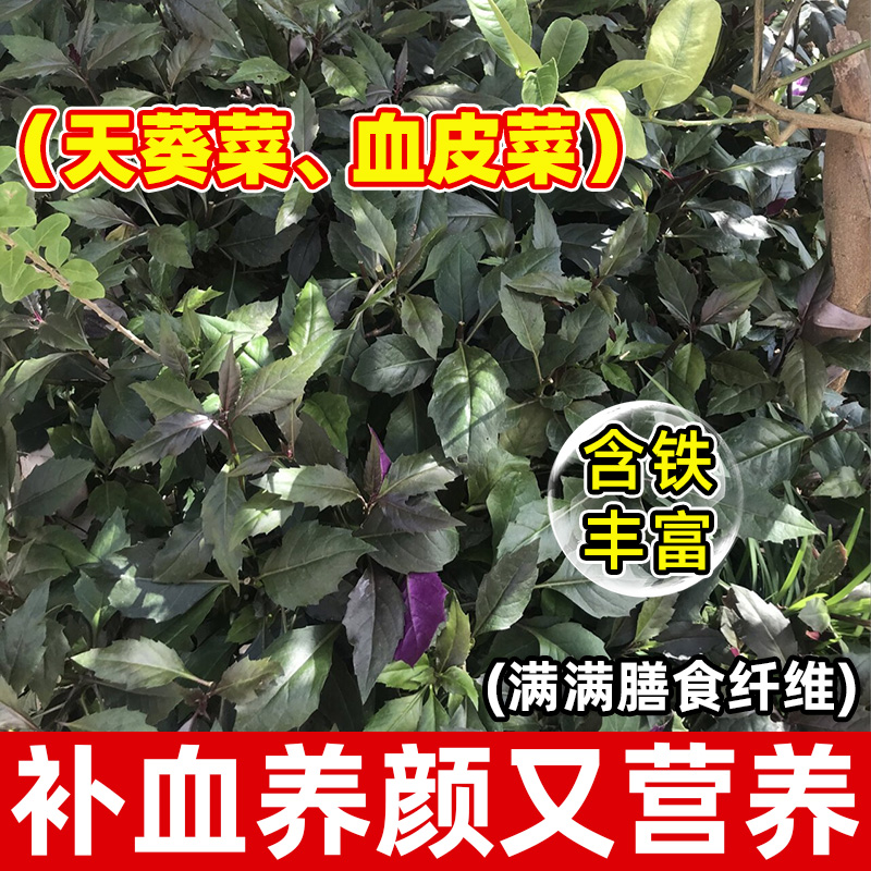 血皮菜的功效与作用:不只是补血,还有这些好处