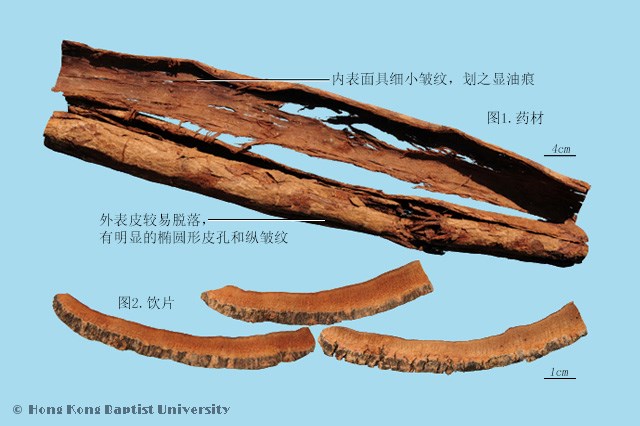 中药厚朴的功效与作用