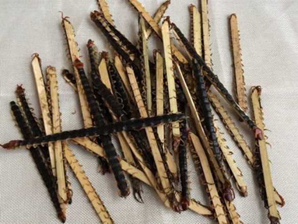 蜈蚣的药用价值有哪些?这几种功效你肯定想不到!