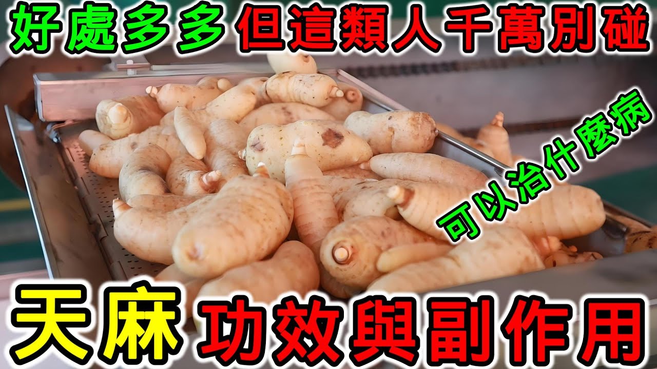 天麻功效有哪些?常吃天麻,这几大好处不容错过!