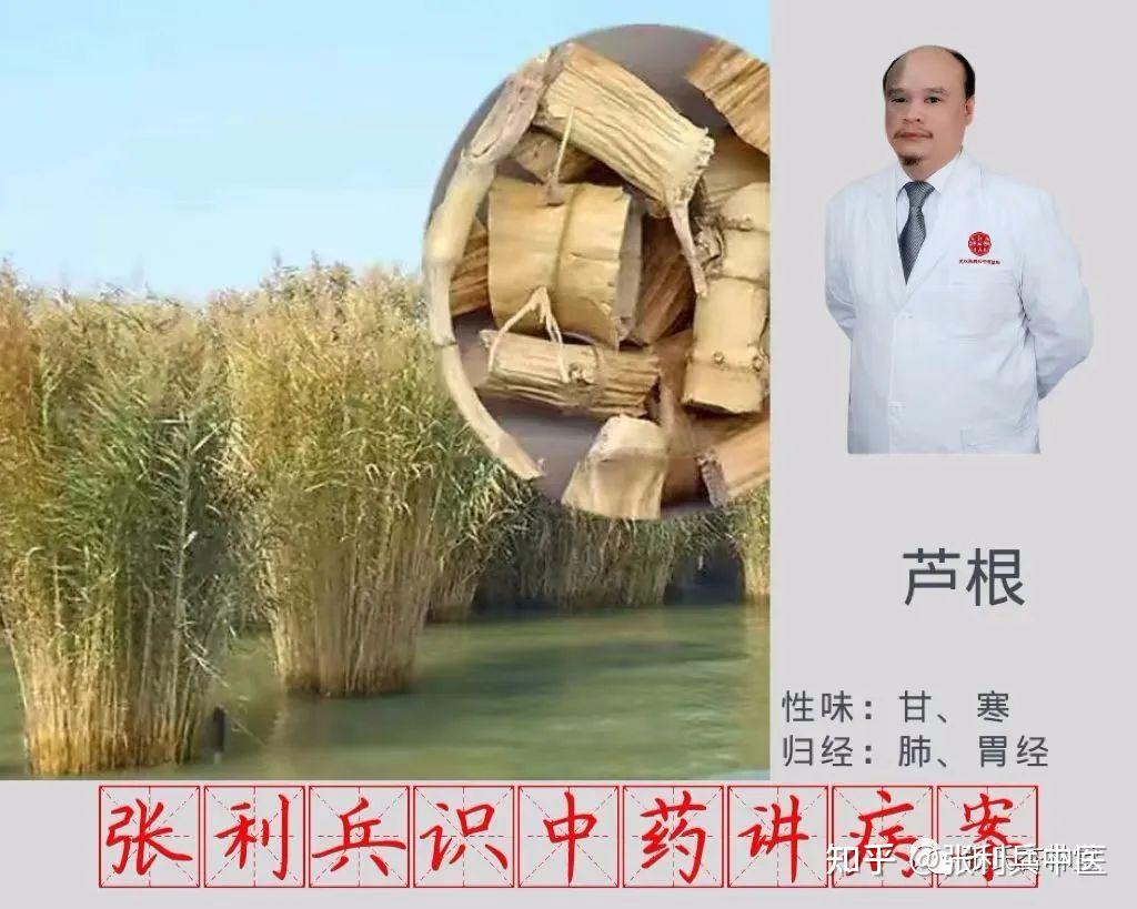 鲜芦根的功效与作用是什么?用对了能清肺还能止渴!