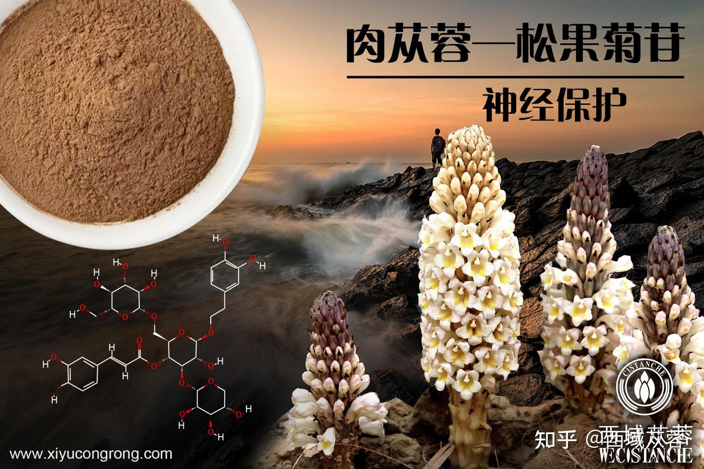 苁蓉功效与作用