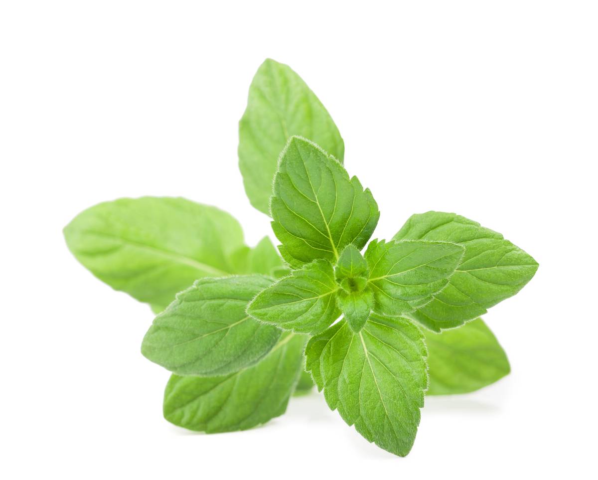 荆芥穗的功效都有啥?原来它对身体有这些帮助!