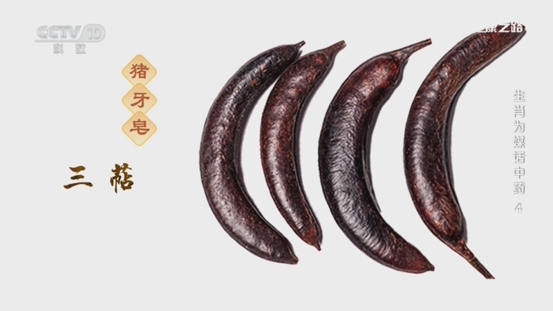 猪牙皂的功效与作用你知道吗？用对了全家都受益！