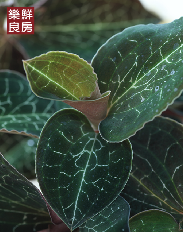 金线莲的功效与作用及食用方法全攻略,(新手也能轻松掌握)