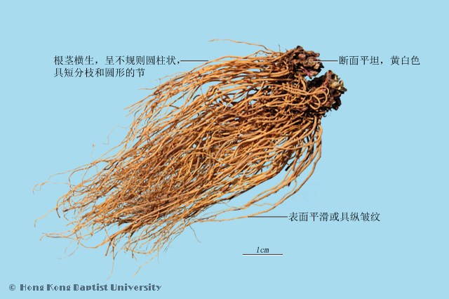 北细辛的功效与作用
