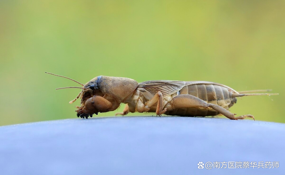 蝼蛄的功效与作用是啥?老一辈常说的用途都在这!