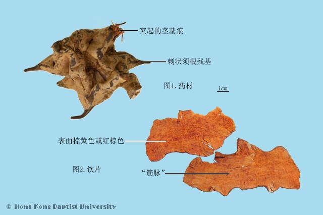 想了解菝葜的功效与作用?这篇文章讲透了它的好处!