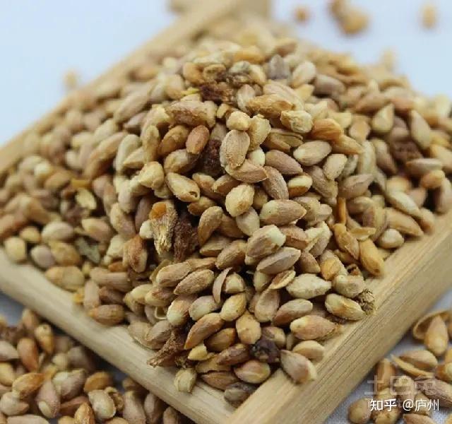 柏子仁的功效怎么发挥?教你这样搭配效果翻倍还不贵。