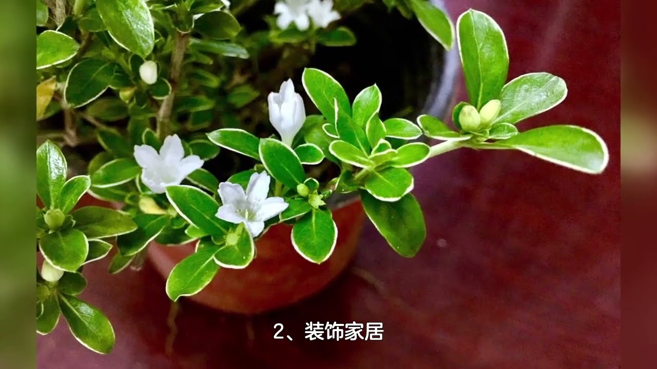 六月雪的功效与作用是什么?原来对身体这么有益!