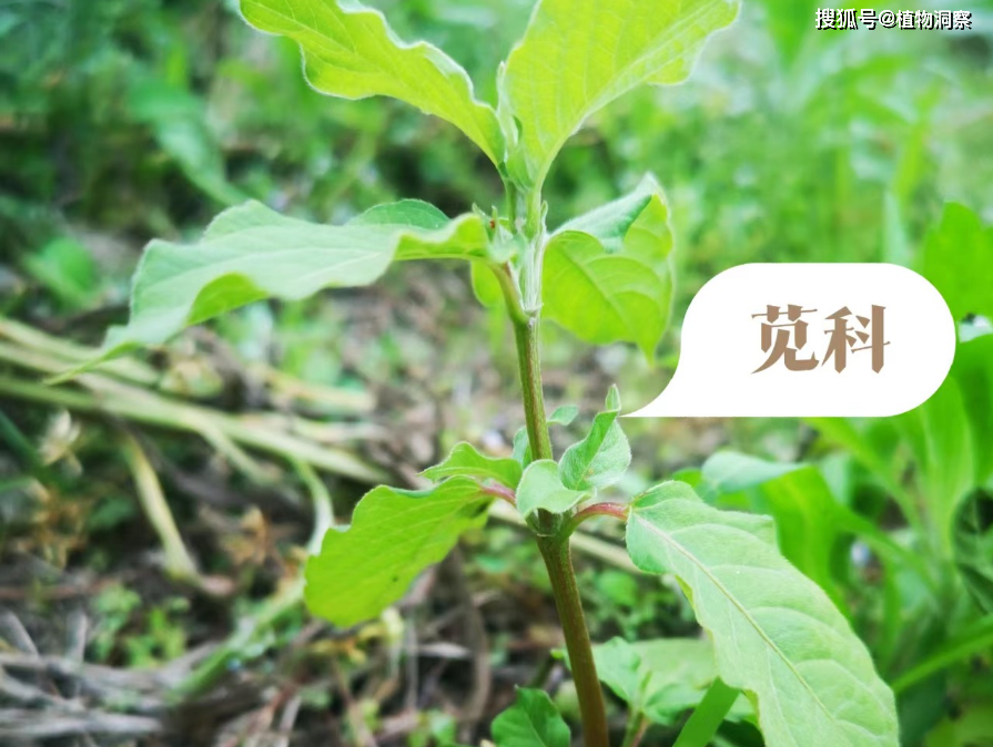红牛膝的功效与作用有哪些?这几点你一定要知道!