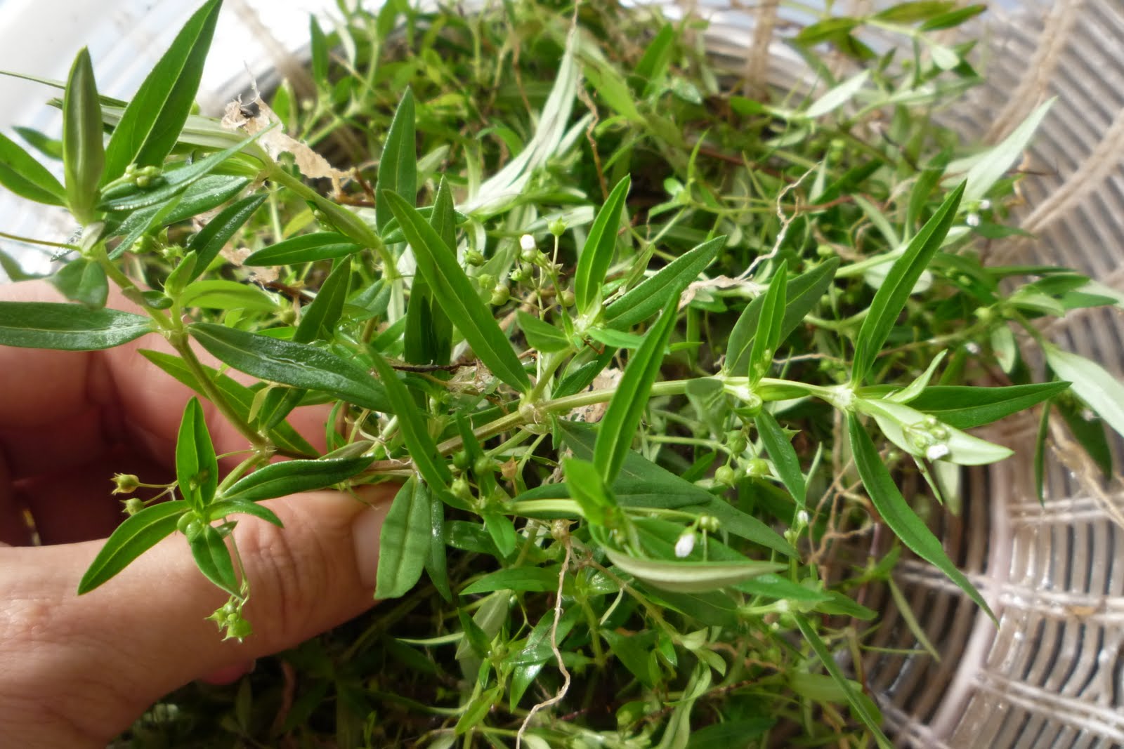 半枝莲功效与作用