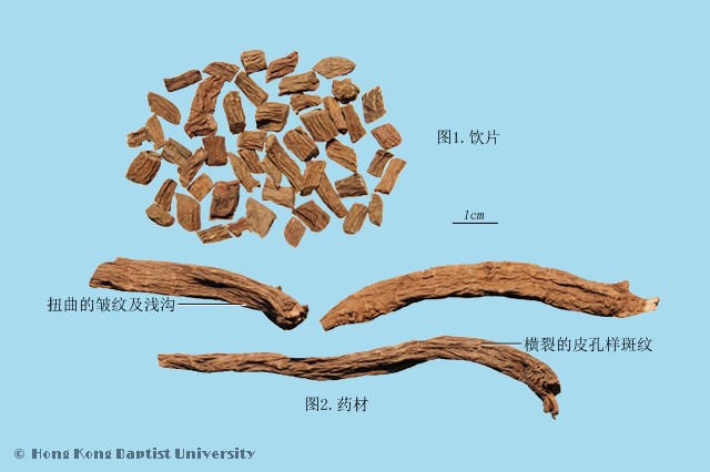 中药续断的功效与作用