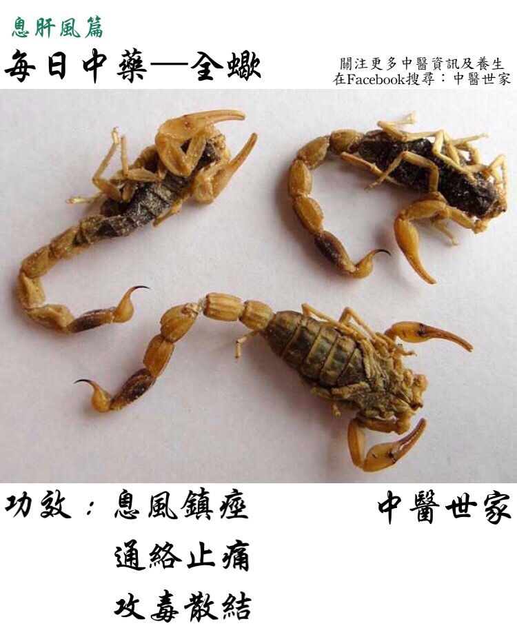 中药全蝎的功效与作用