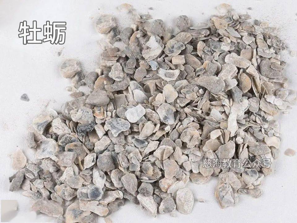 牡蛎中药的功效与作用