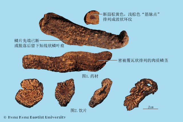中药肉苁蓉的功效与作用