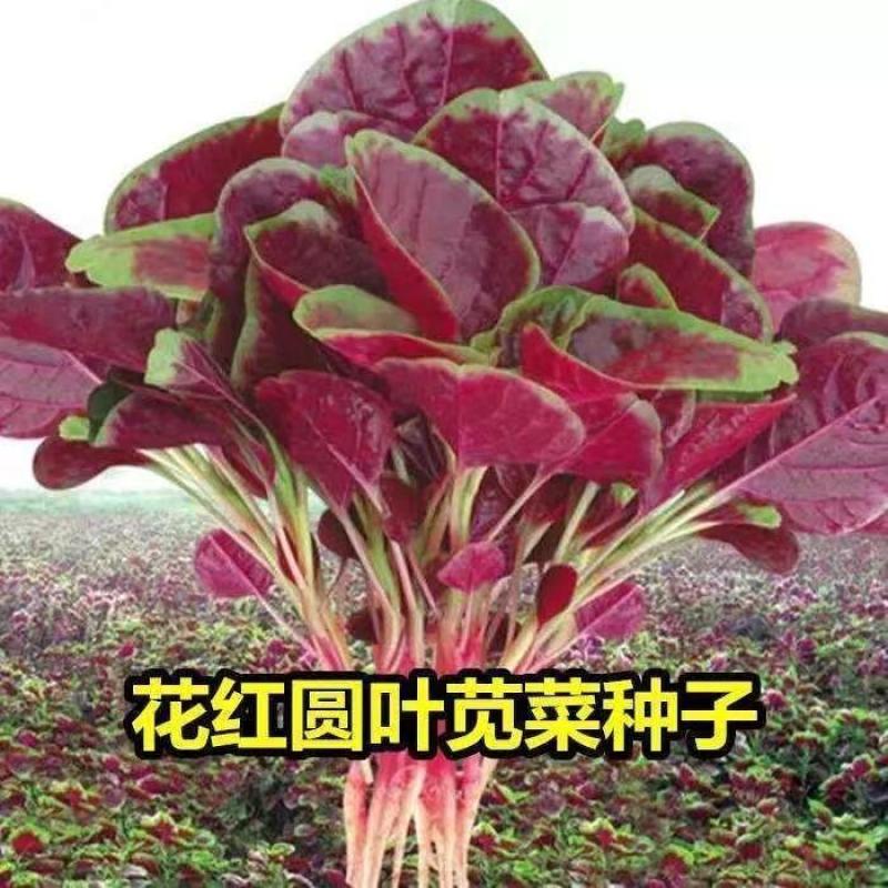 刺苋菜根的功效与作用是什么?这篇文章告诉你答案!