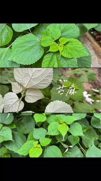 苎麻叶的功效与作用