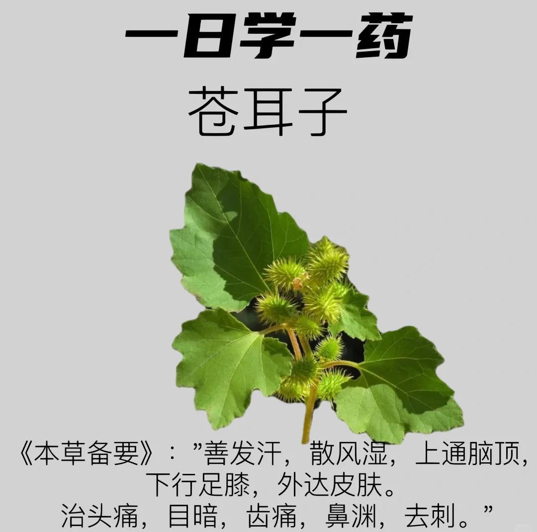 想知道苍耳子的功效主治什么？看这篇就够了！