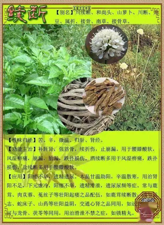 川续断的功效与作用都有啥?适合哪些人用看完就明白!