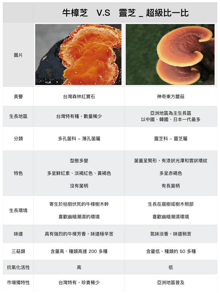中药灵芝的功效与作用