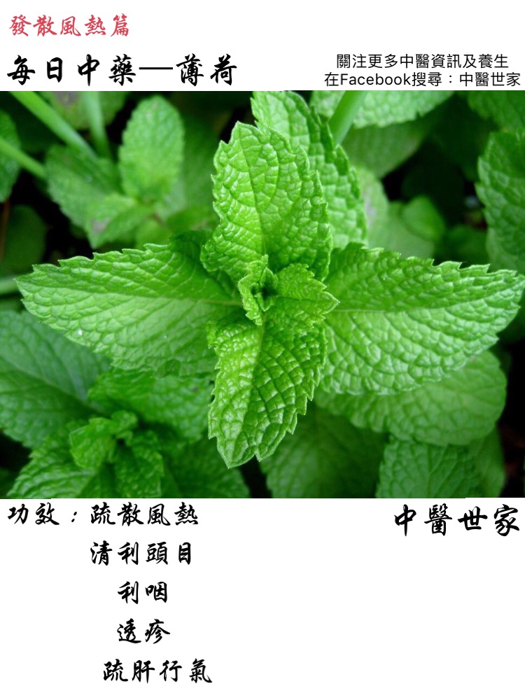薄荷功效与作用
