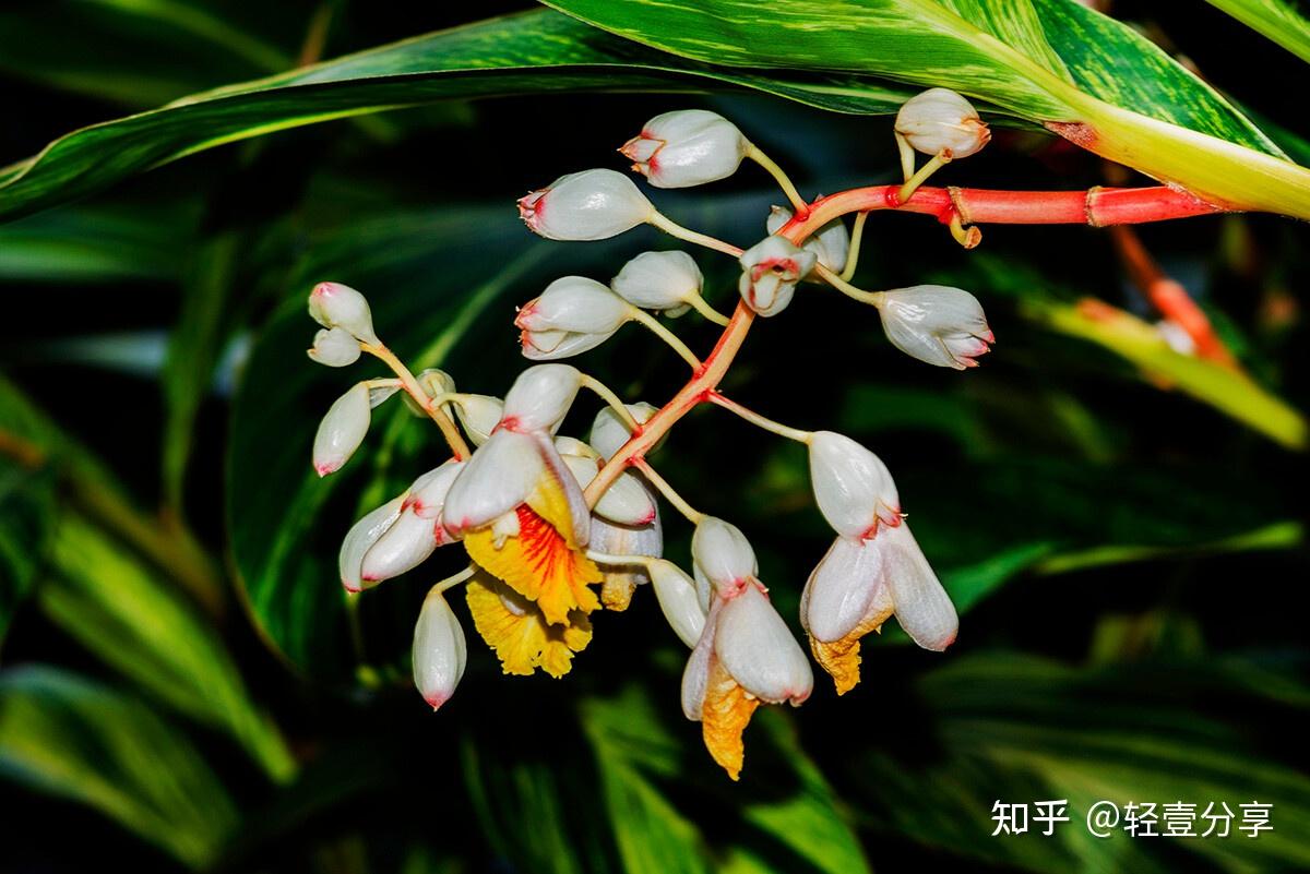 收藏这份山姜图片的功效与作用,生活妙用真不少!