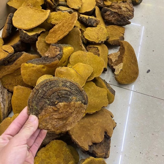 桑黄有什么功效与禁忌？喝对方法才能发挥大作用