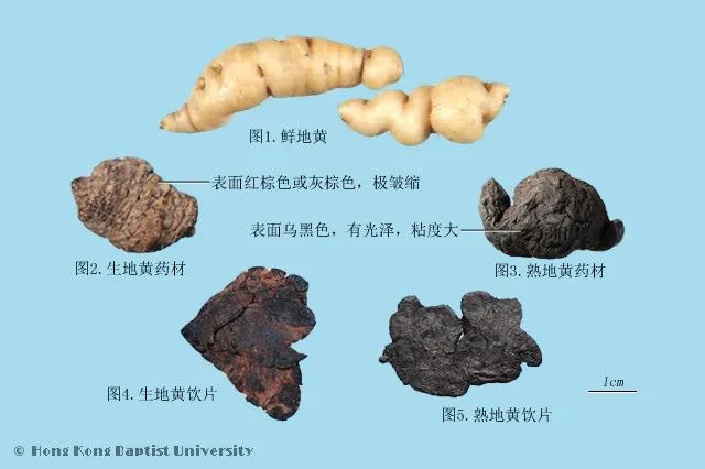 熟地黄的功效和作用