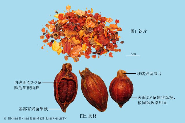栀子功效