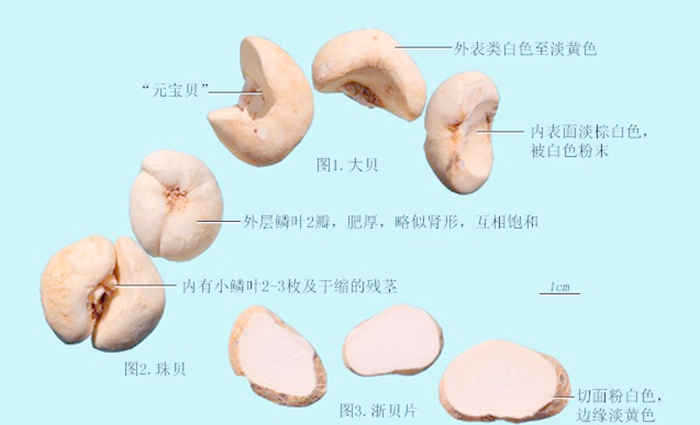 浙贝的功效有哪些？老中医告诉你几个主要好处别错过！