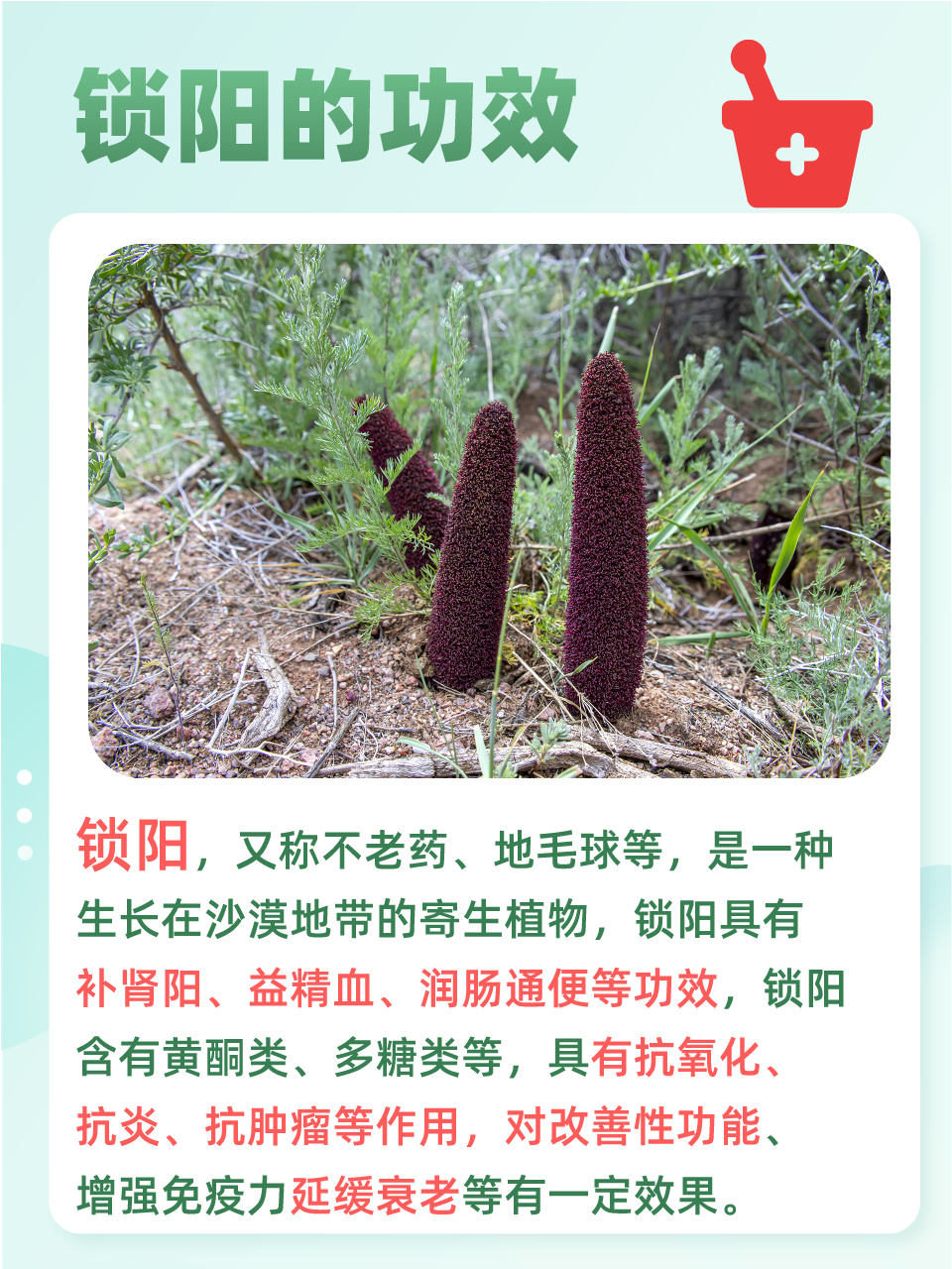 锁阳功效