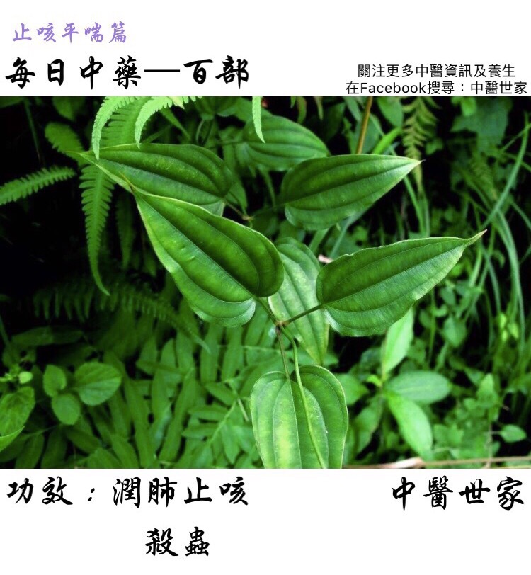 百部的功效