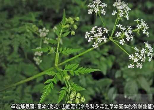 藁本的功效与作用全知道,日常这样用对身体益处多!