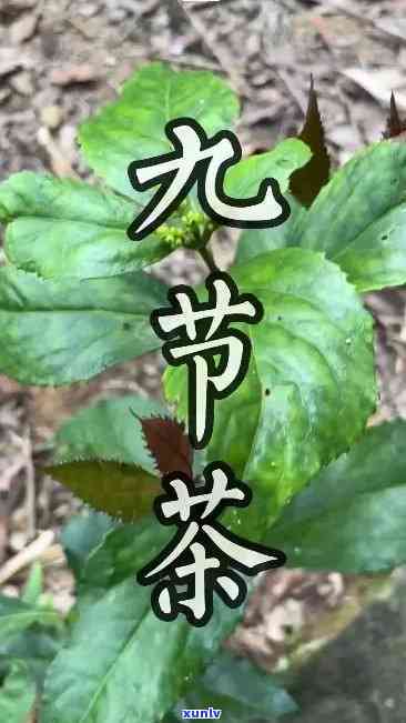 九节茶的功效与作用可真多,不懂这些可就亏大啦!