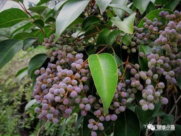 制女贞子的功效与作用