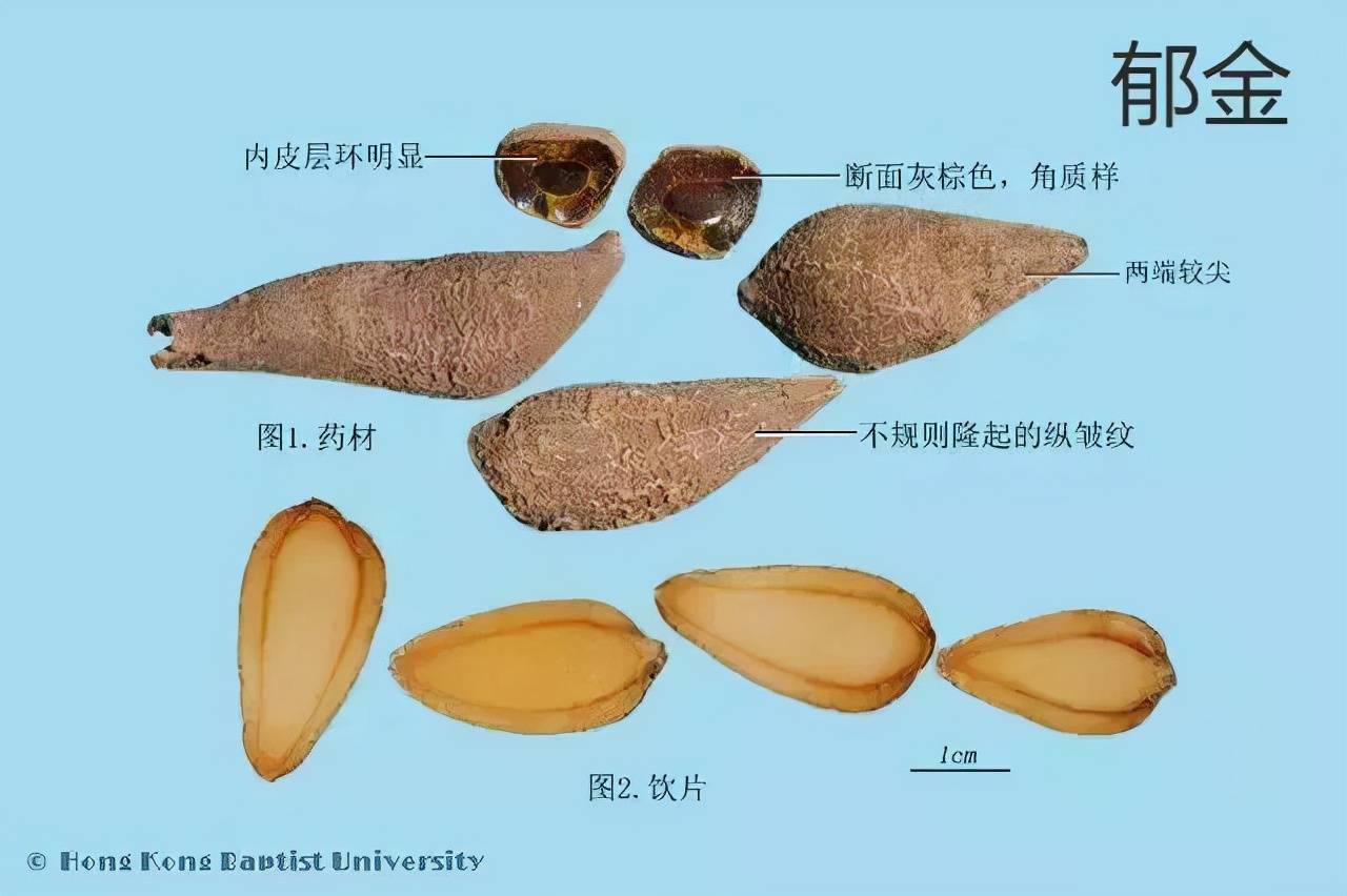 想了解郁金的功效与作用？这篇科普很详细！