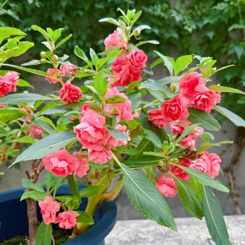 凤仙花的作用与功效大揭秘(日常护肤养生都能用)