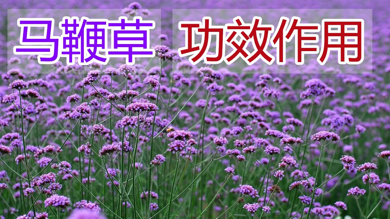 马鞭草的功效与禁忌是什么?用对才有效,千万要注意!