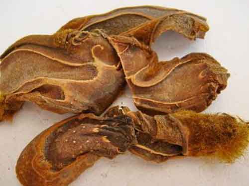 烫狗脊的功效与作用是什么?中老年人吃了都说好。