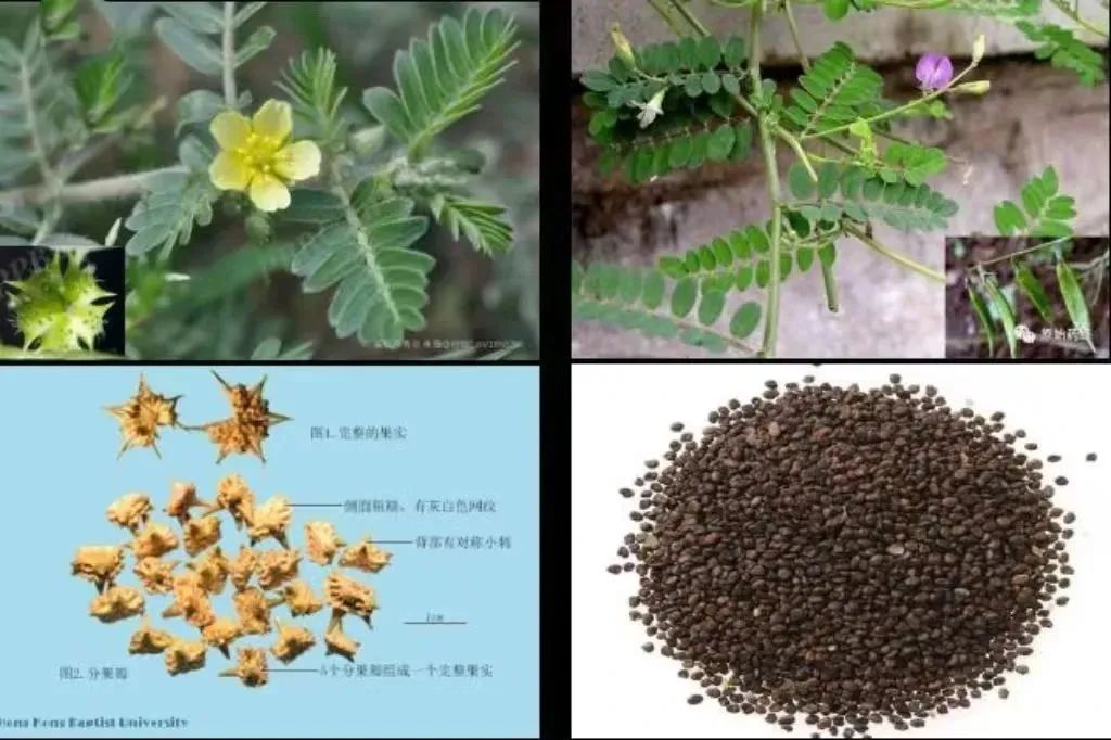 白蒺藜的功效与作用