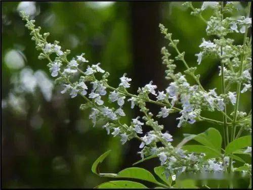 黄荆子的功效与作用有哪些?搞懂这些好处身体棒棒