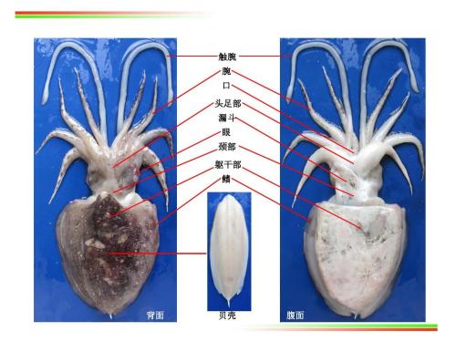 中药海螵蛸的功效与作用