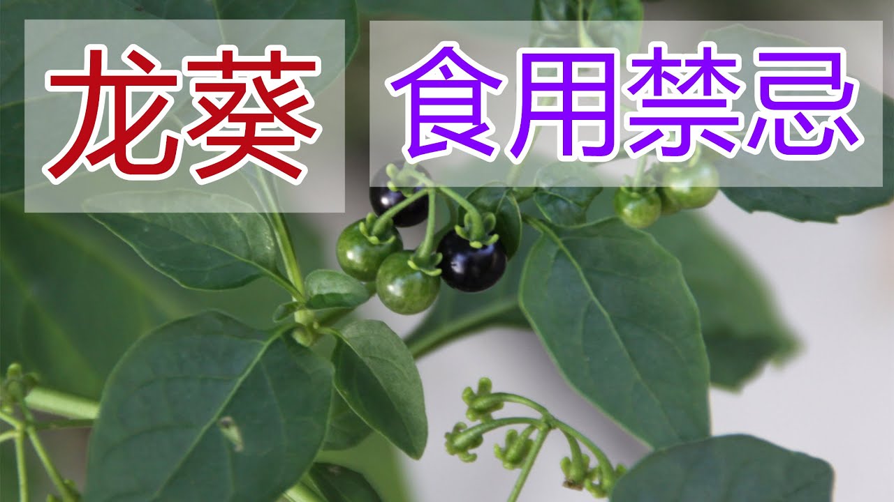 龙葵的功效