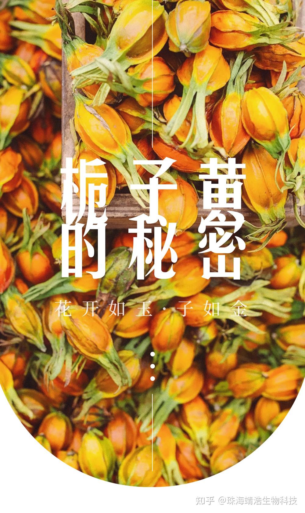 栀子果的功效与作用大全（看完这篇就都明白了）